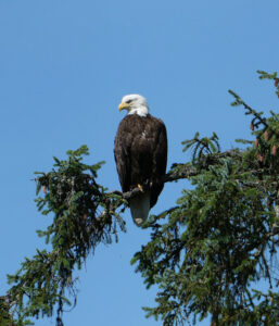 Weißkopfseeadler