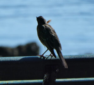 Vogel