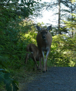 Sitka Black Tail Hirsche