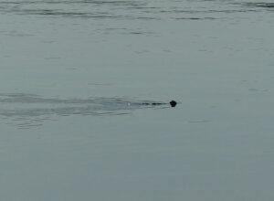 Otter