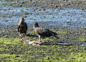 junge Adler am Ufer