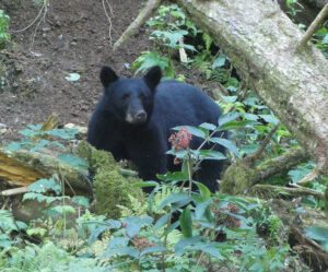 Schwarzbär