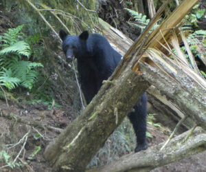 Schwarzbär
