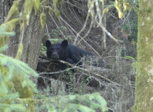 Schwarzbär