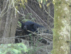 Schwarzbär