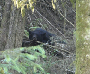 Schwarzbär