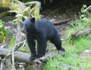 Schwarzbär