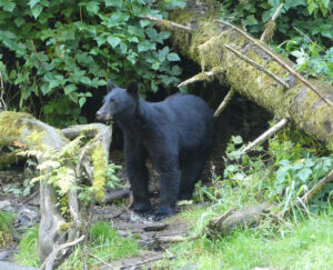 Schwarzbär