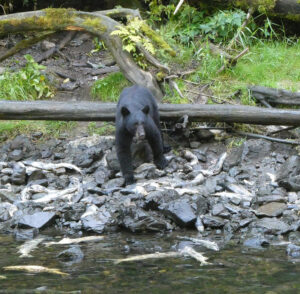Schwarzbär