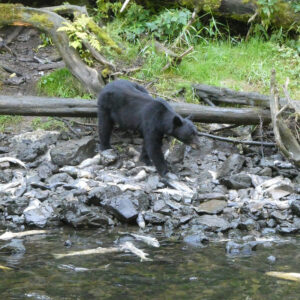 Schwarzbär