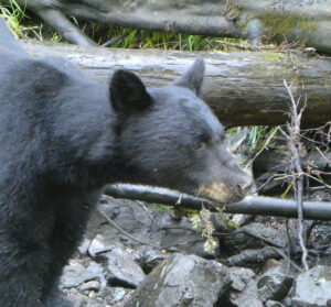 Schwarzbär