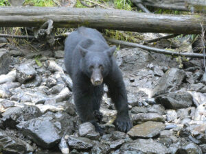 Schwarzbär