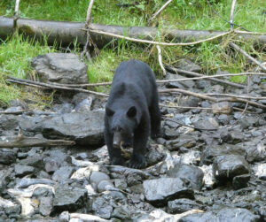 Schwarzbär