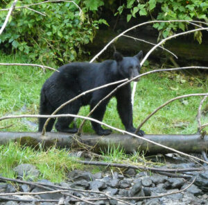 Schwarzbär