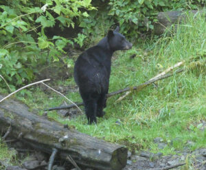 Schwarzbär