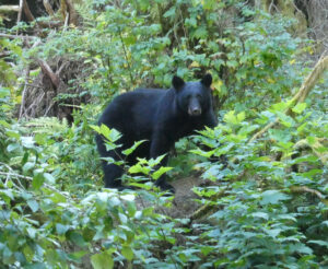 Schwarzbär