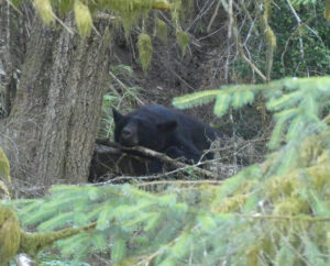 Schwarzbär