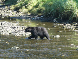 Schwarzbär
