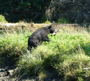 Schwarzbär