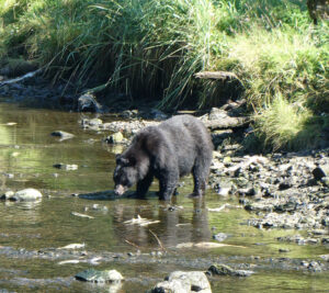Schwarzbär
