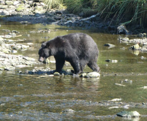 Schwarzbär