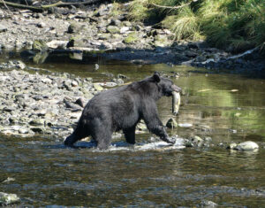 Schwarzbär