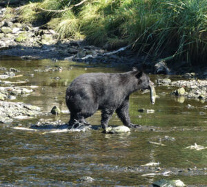 Schwarzbär