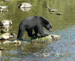 Schwarzbär