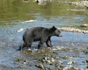 Schwarzbär