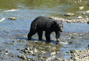 Schwarzbär