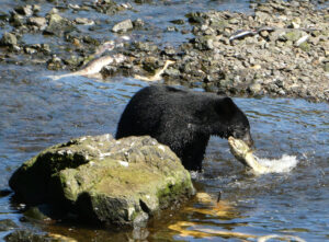 Schwarzbär