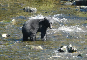 Schwarzbär