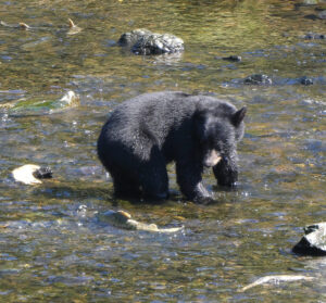 Schwarzbär