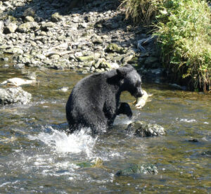 Schwarzbär