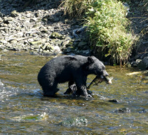 Schwarzbär