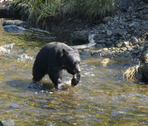 Schwarzbär