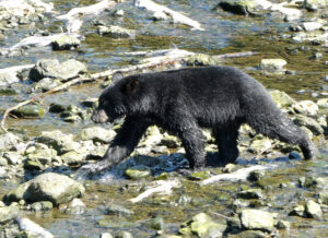 Schwarzbär
