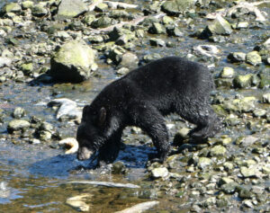 Schwarzbär