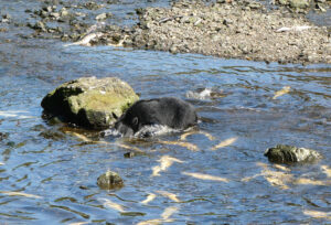 Schwarzbär