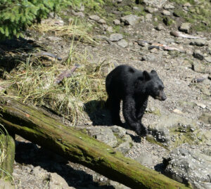 Schwarzbär