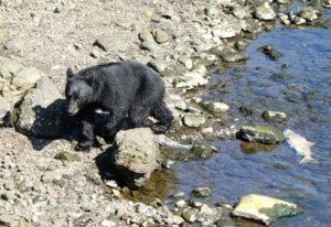 Schwarzbär
