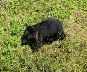 Schwarzbär
