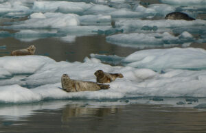 Harbor Seals