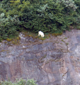 Bergziegen