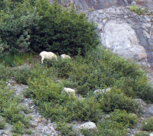 Bergziegen