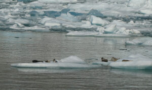 Harbor Seals
