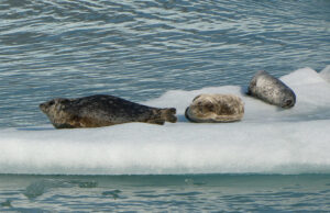 Harbor Seals