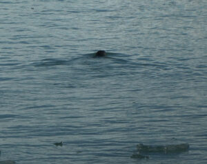 Harbor Seals