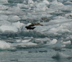 Harbor Seals
