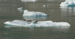 Harbor Seals